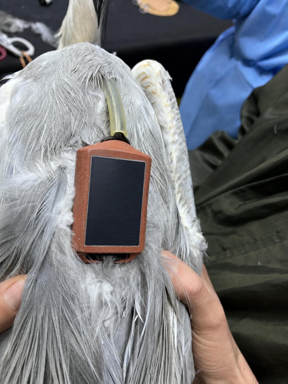 Rastreador solar BioTagLab 4G/LTE instalado na garça-moura
