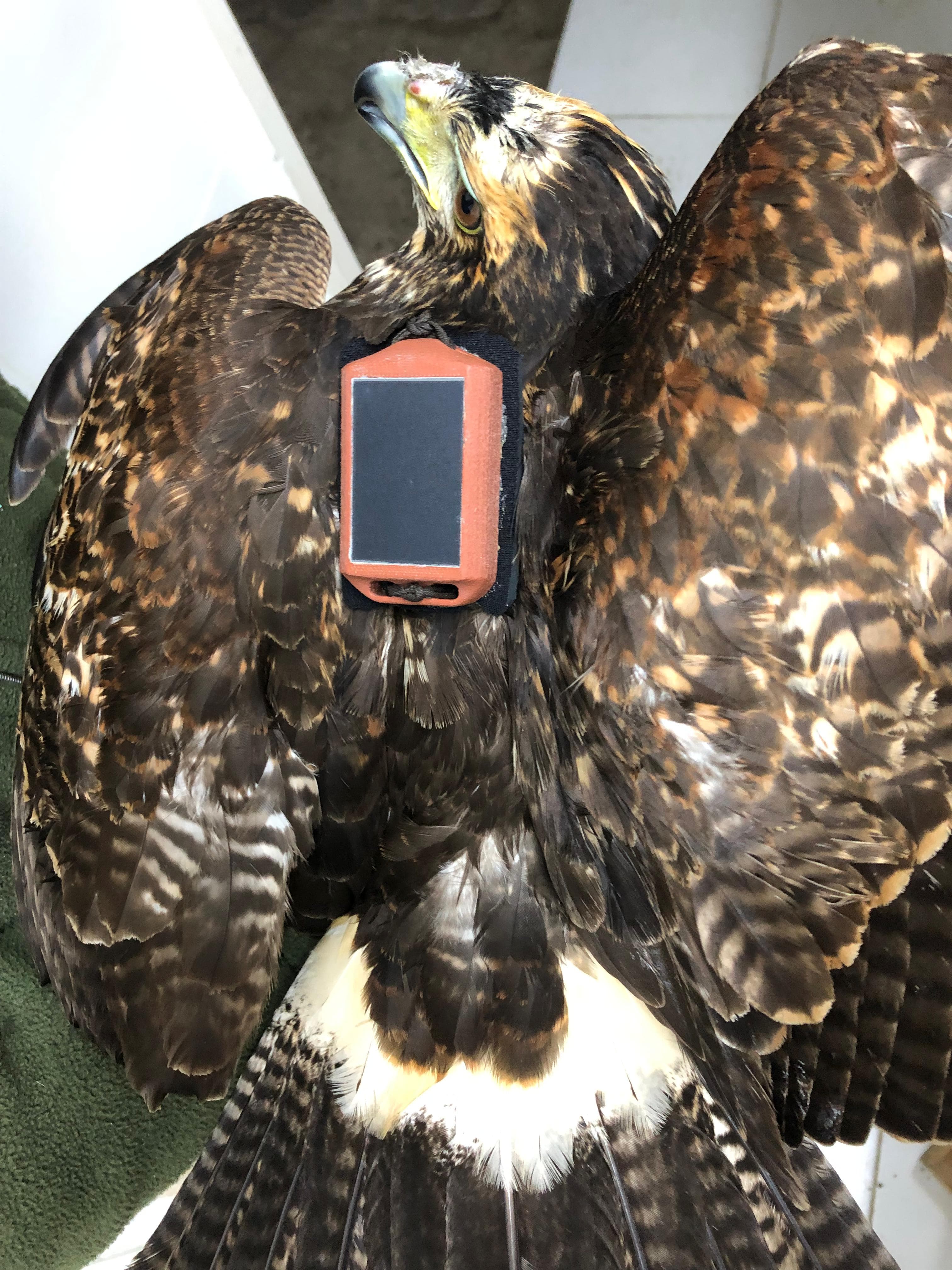 Harris's Hawk equipped with a BioTagLab 4G/LTE solar tracker